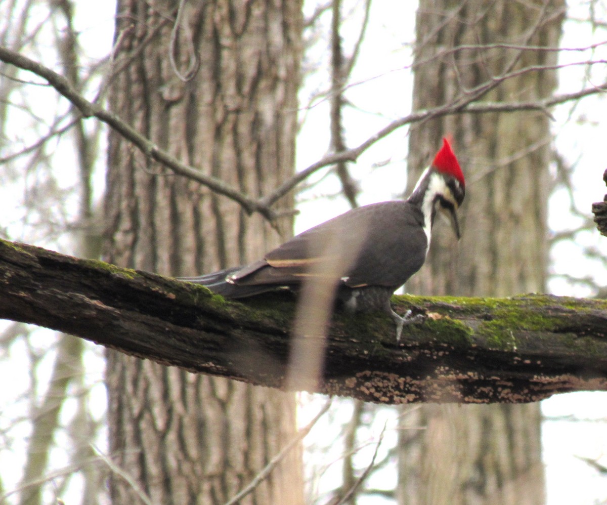 Pileated Woodpecker - Andy Maslowski