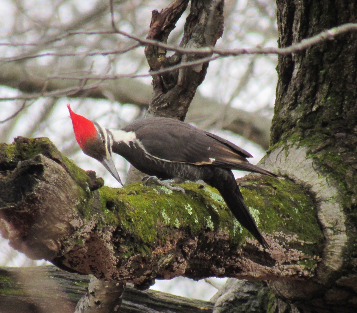 Pileated Woodpecker - Andy Maslowski