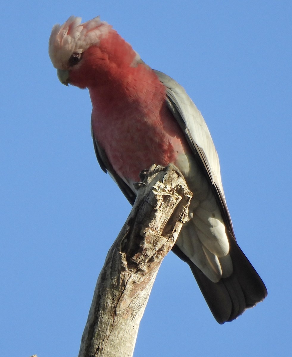 kakadu růžový - ML615777932