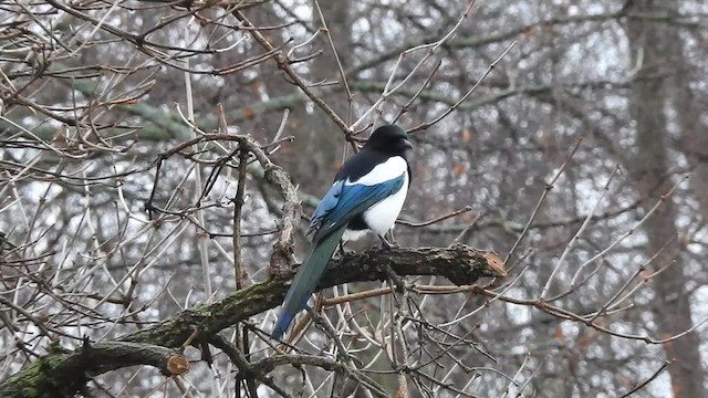 Eurasian Magpie - ML615777935