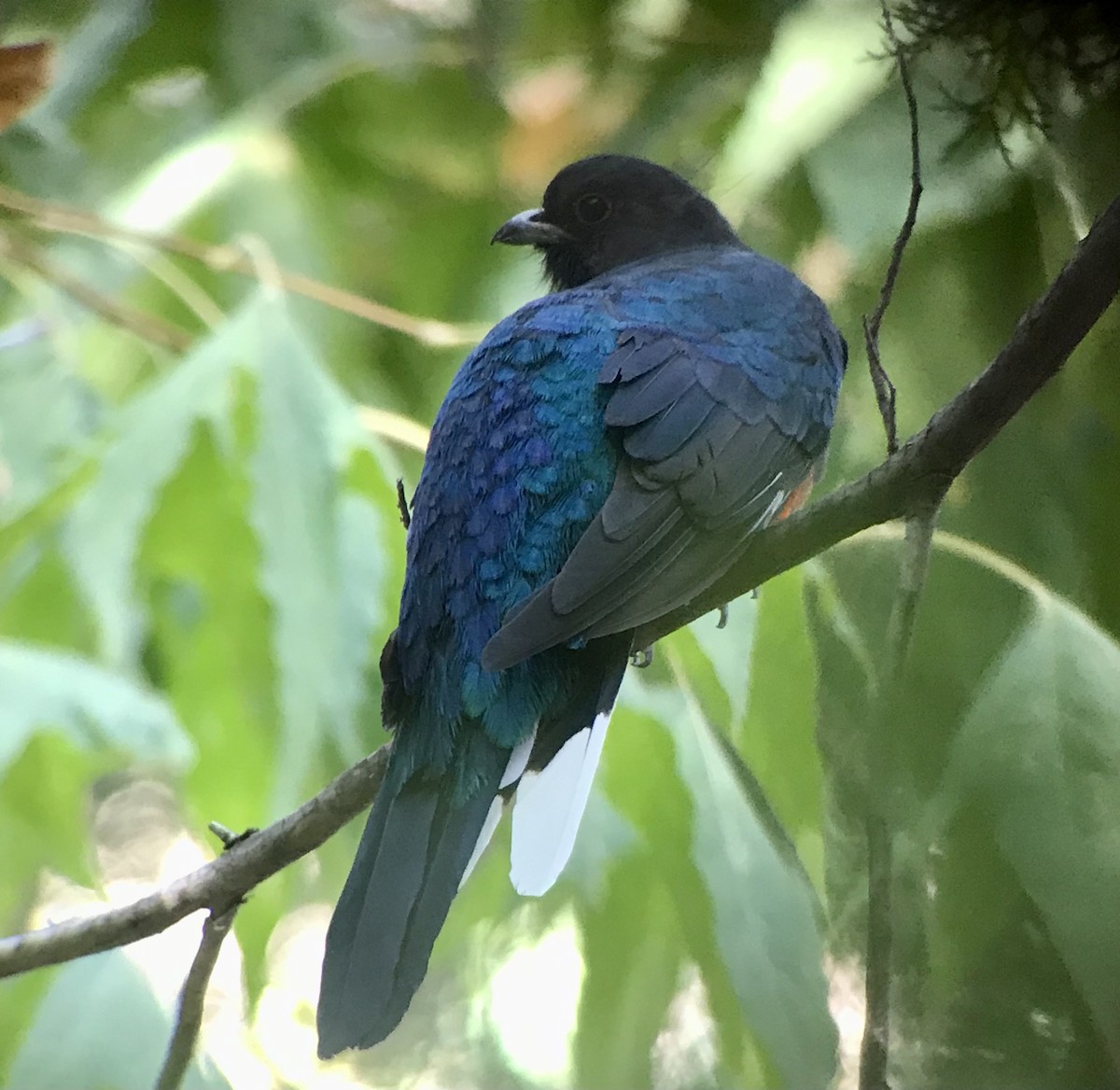 Eared Quetzal - ML615777951