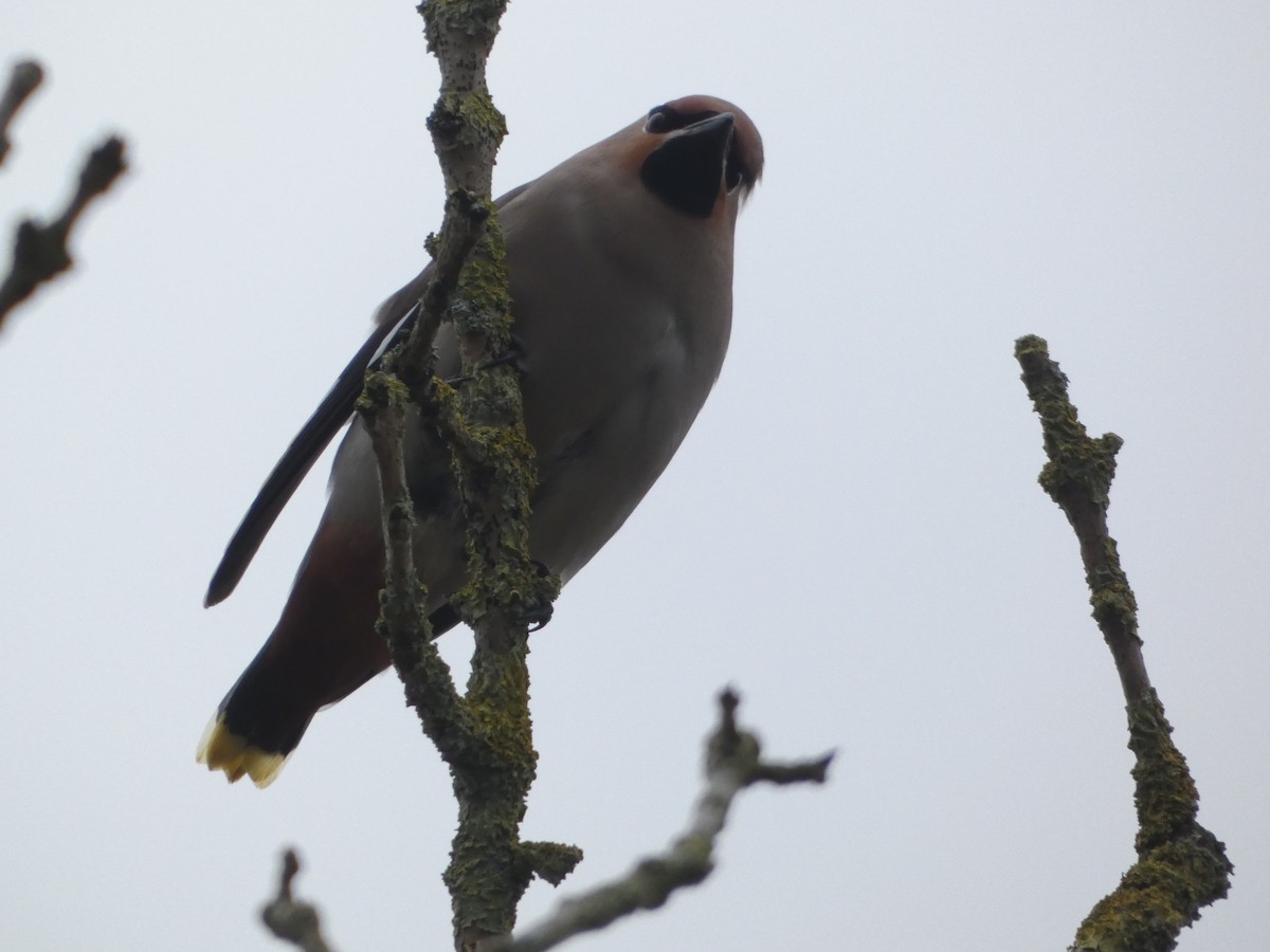 Bohemian Waxwing - ML615777980