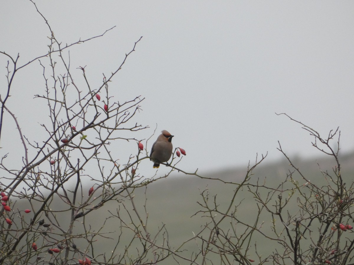 Bohemian Waxwing - ML615777983