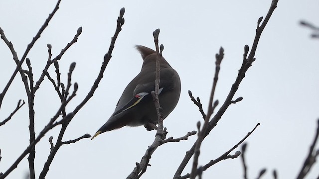 Шивэр энхэт бялзуухай - ML615777985