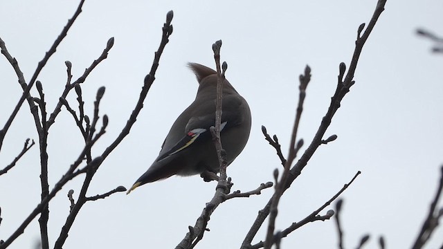 Bohemian Waxwing - ML615777985