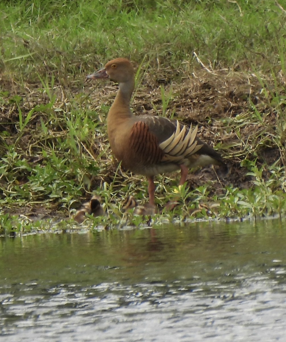 Plumed Whistling-Duck - Maylene McLeod