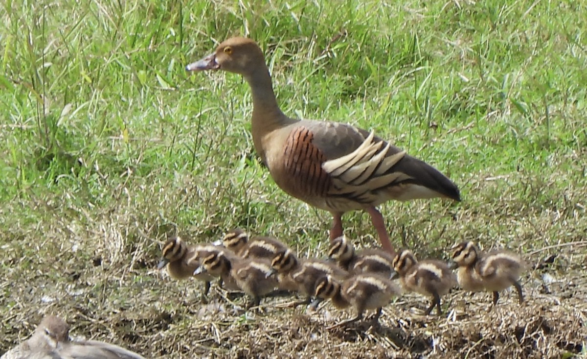 Plumed Whistling-Duck - ML615778002