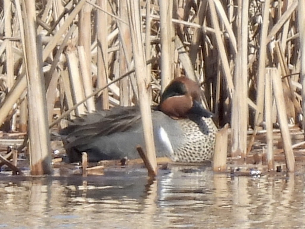 Green-winged Teal - ML615778013