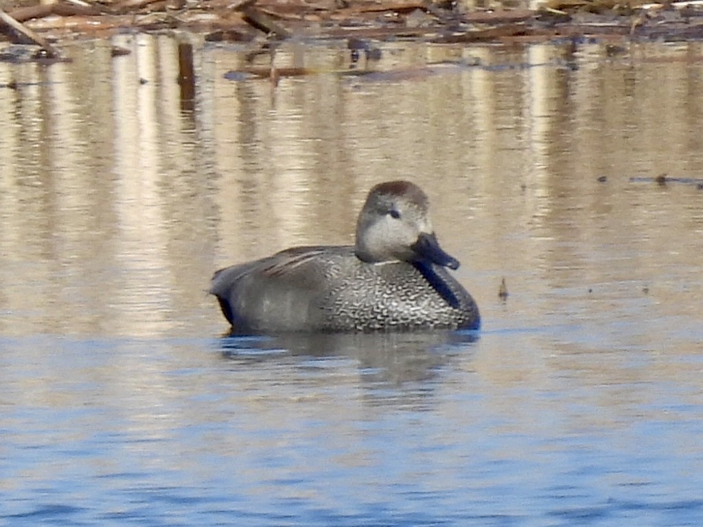 Gadwall - ML615778015