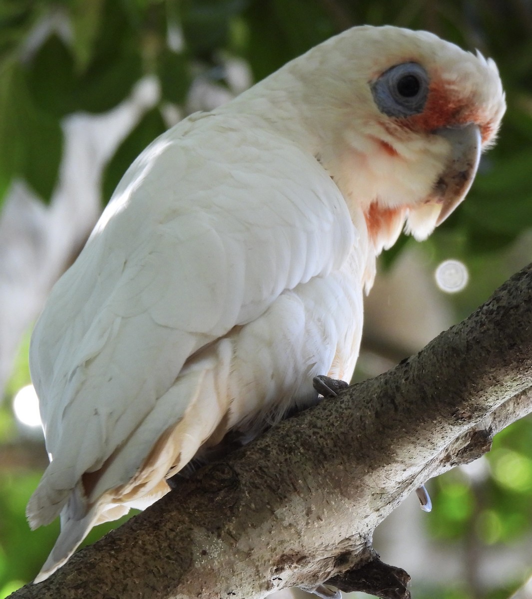 Long-billed Corella - ML615778023