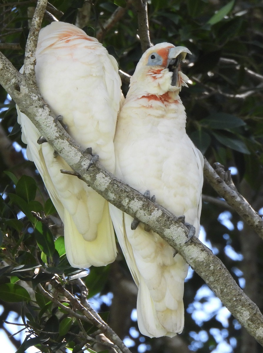 Long-billed Corella - ML615778035