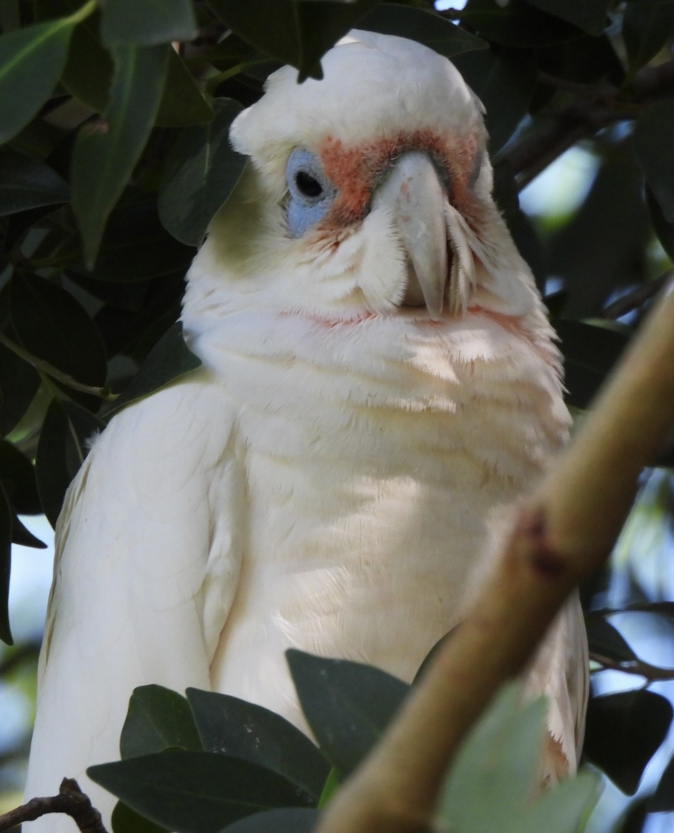 Long-billed Corella - ML615778056