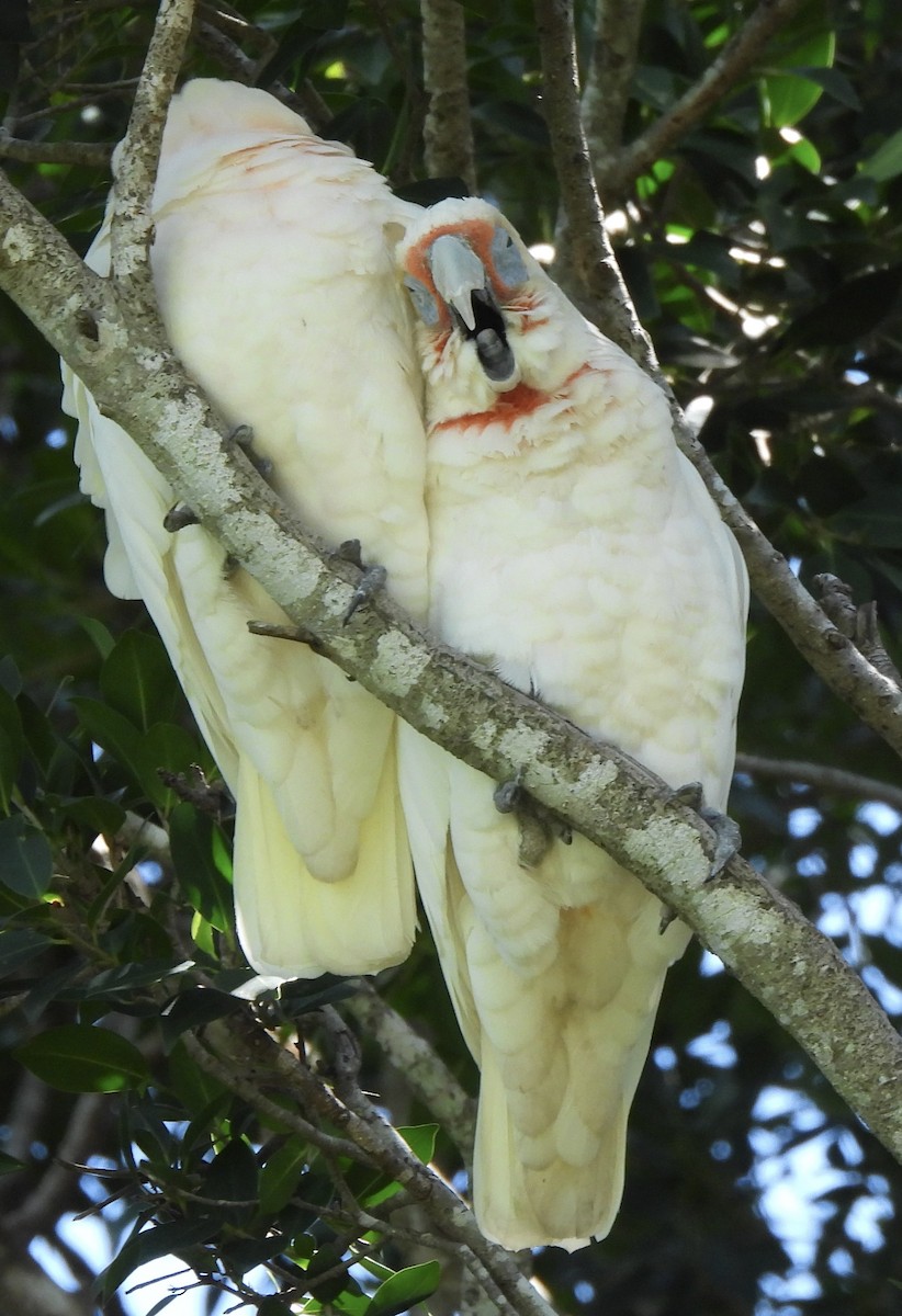 Long-billed Corella - ML615778062