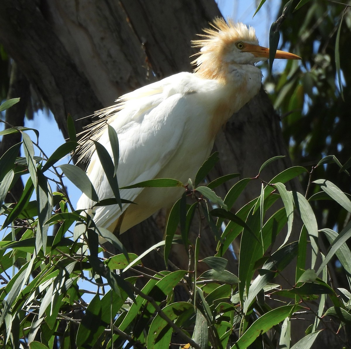 Eastern Cattle Egret - ML615778119