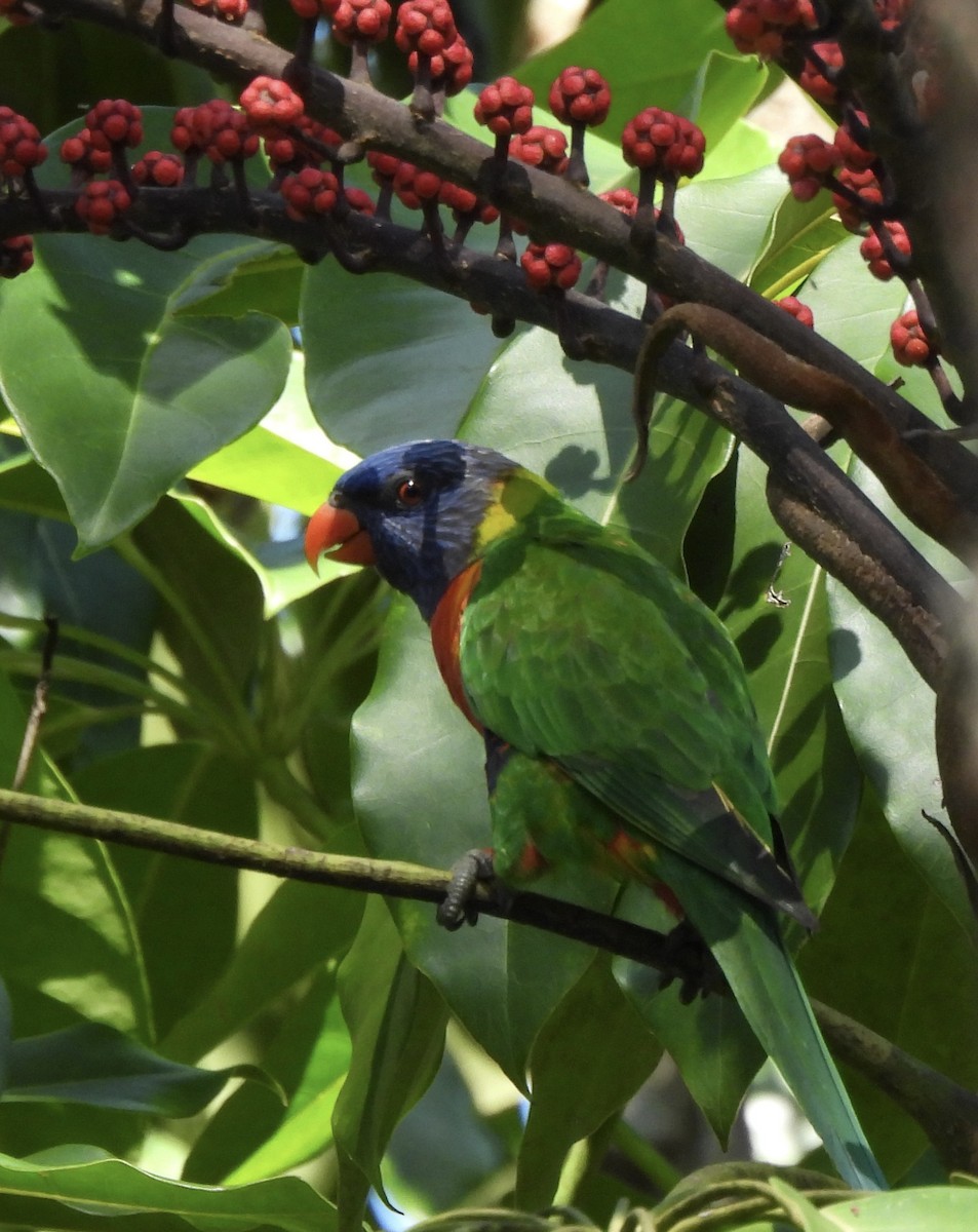 Rainbow Lorikeet - Maylene McLeod