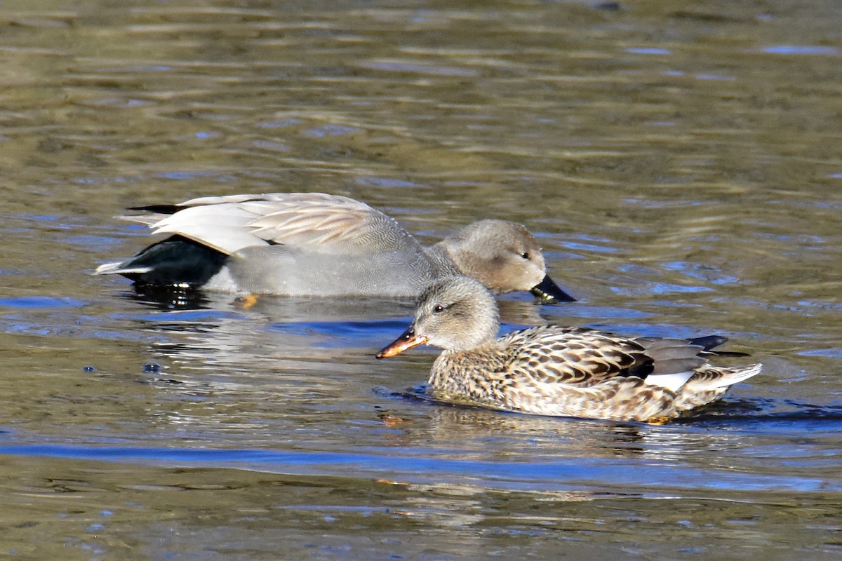 Gadwall - ML615778149