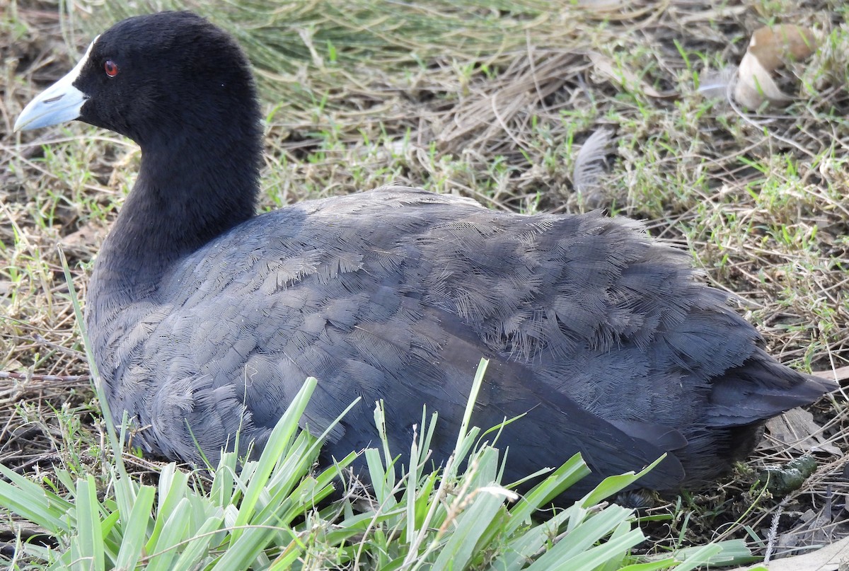 Eurasian Coot - Maylene McLeod