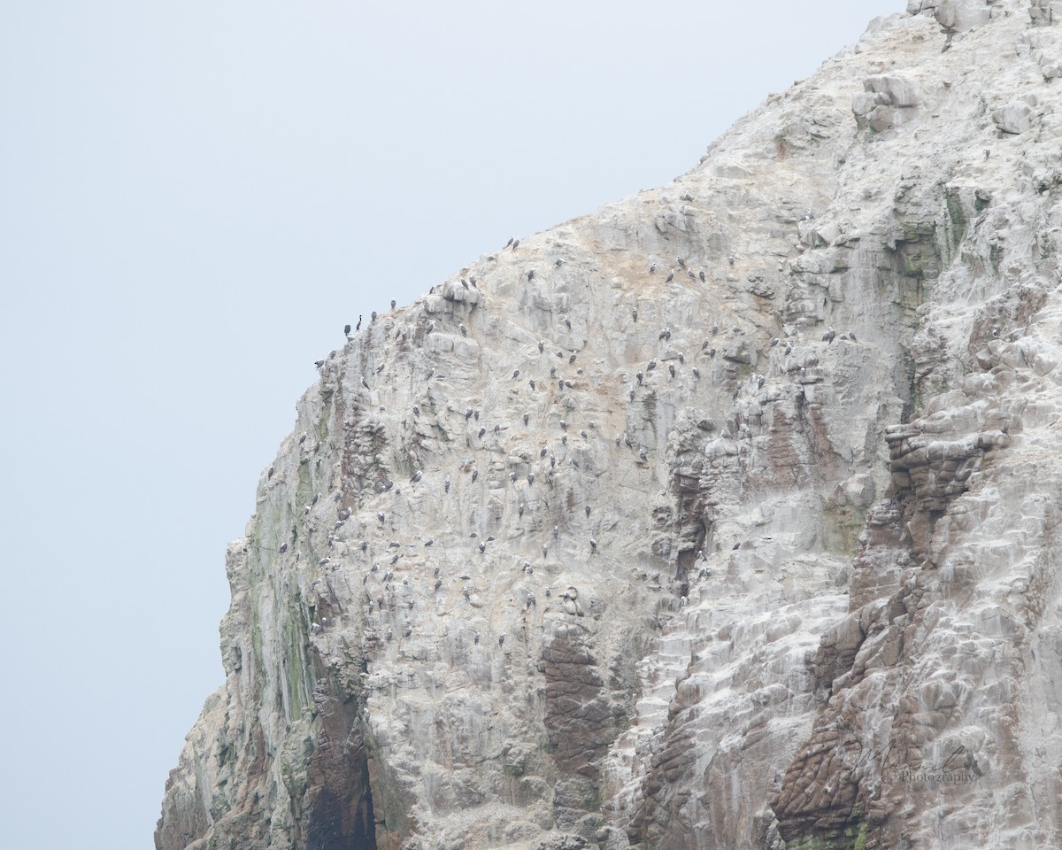 Peruvian Booby - ML615778243