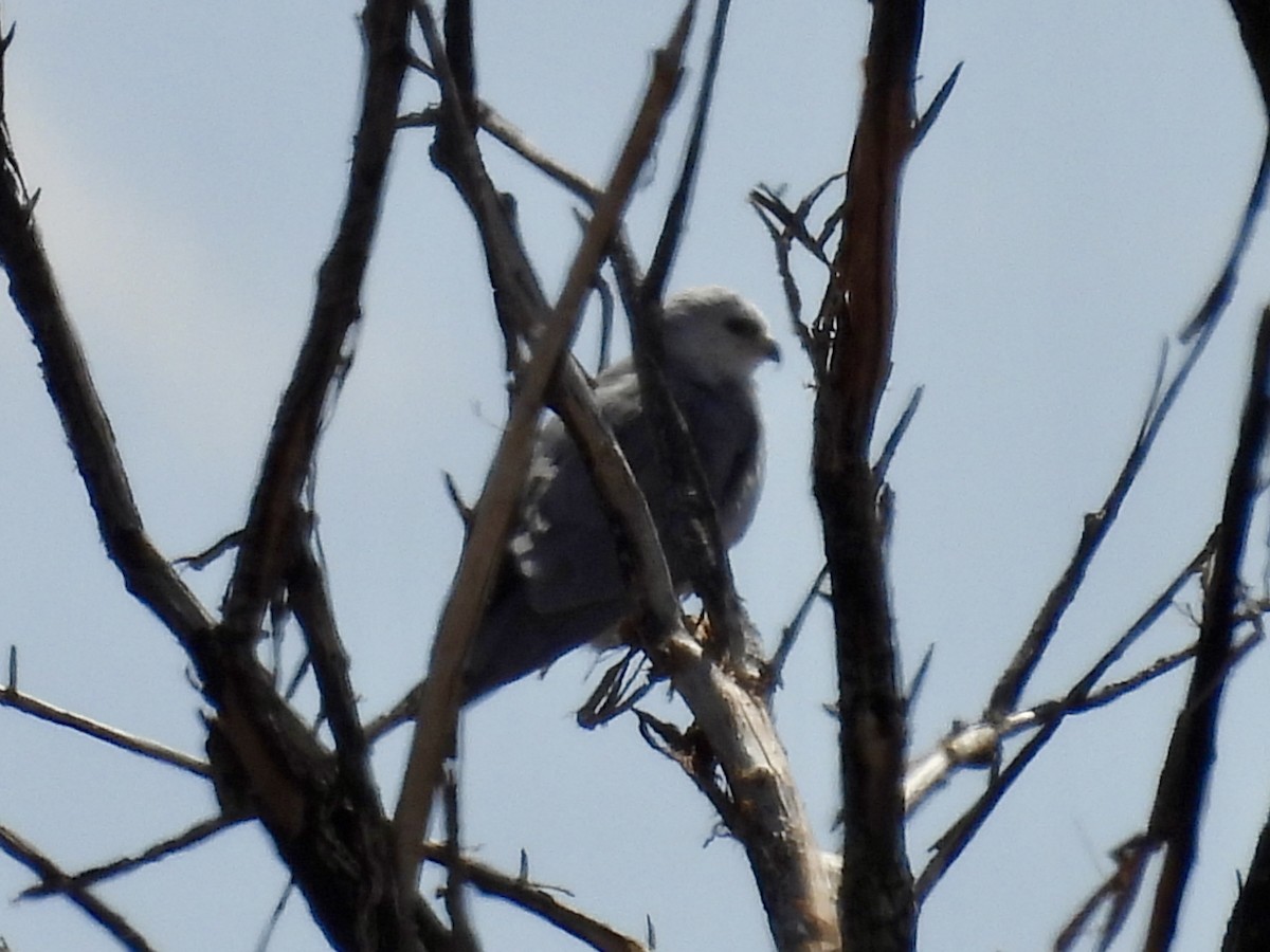 White-tailed Kite - ML615778285