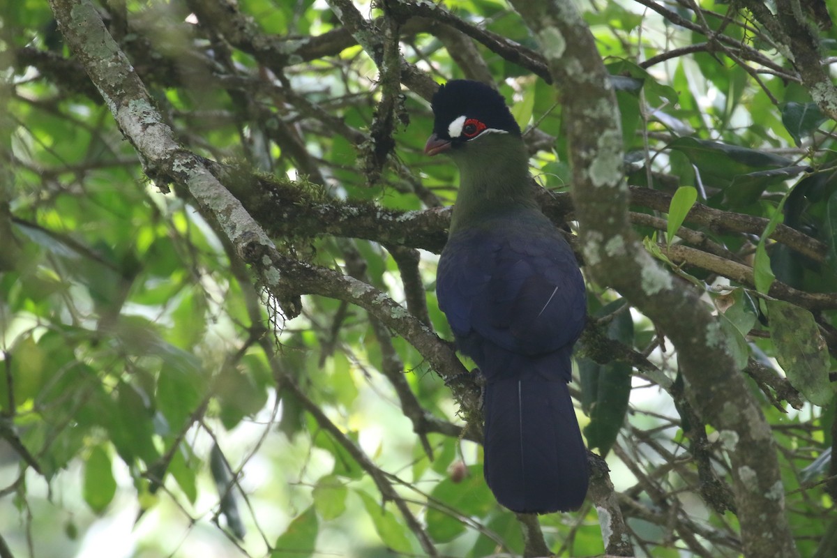 Turaco de Hartlaub - ML615778293