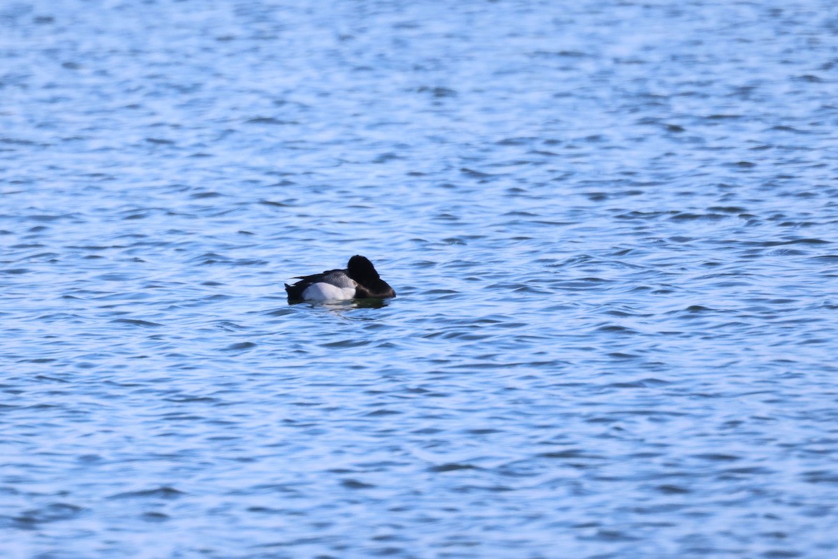 Greater Scaup - ML615778331
