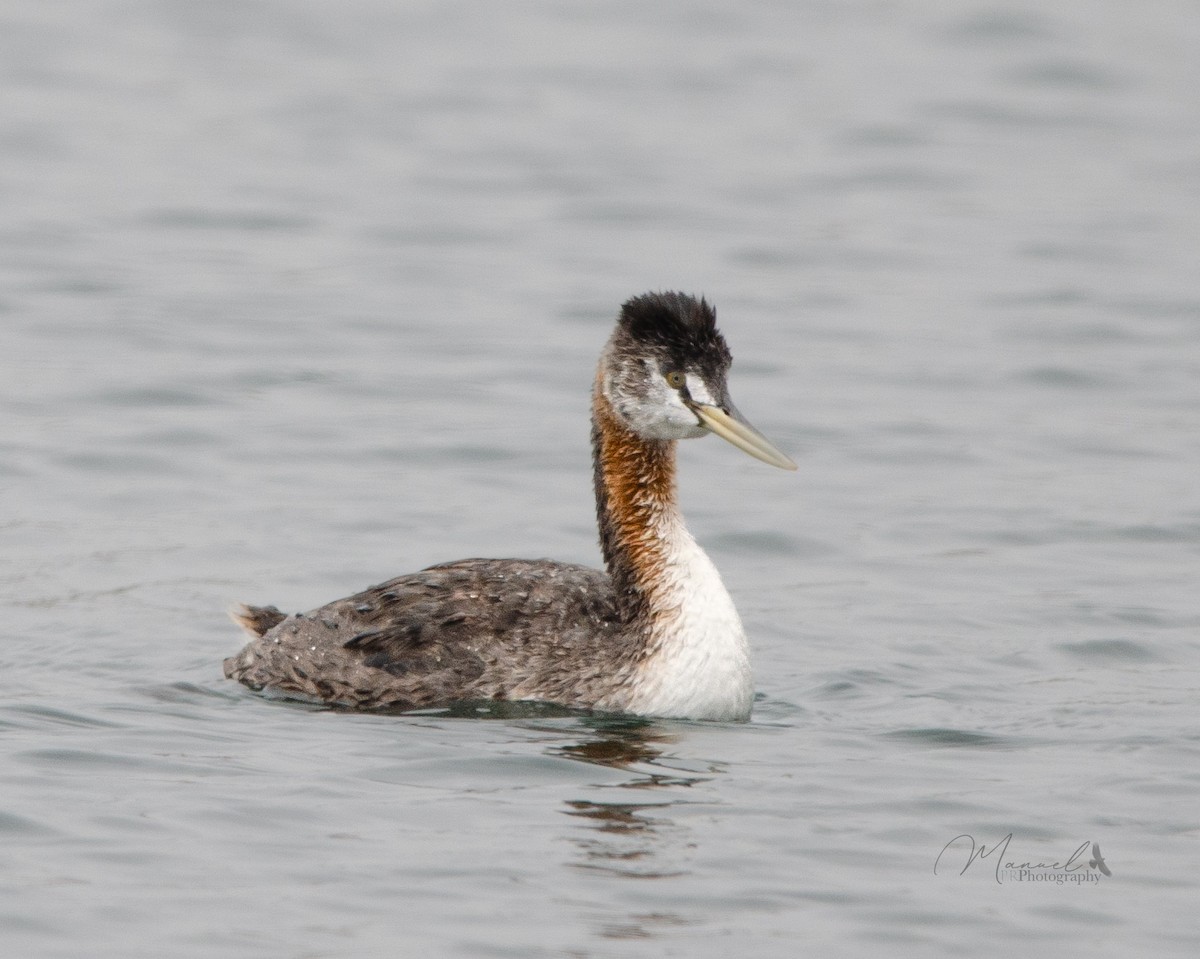 Great Grebe - ML615778332