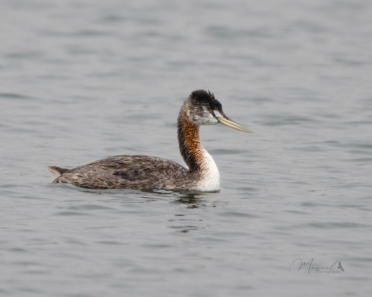 Great Grebe - ML615778333