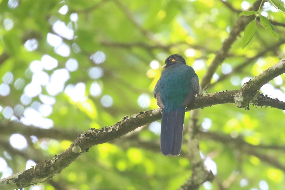 Bar-tailed Trogon - ML615778336