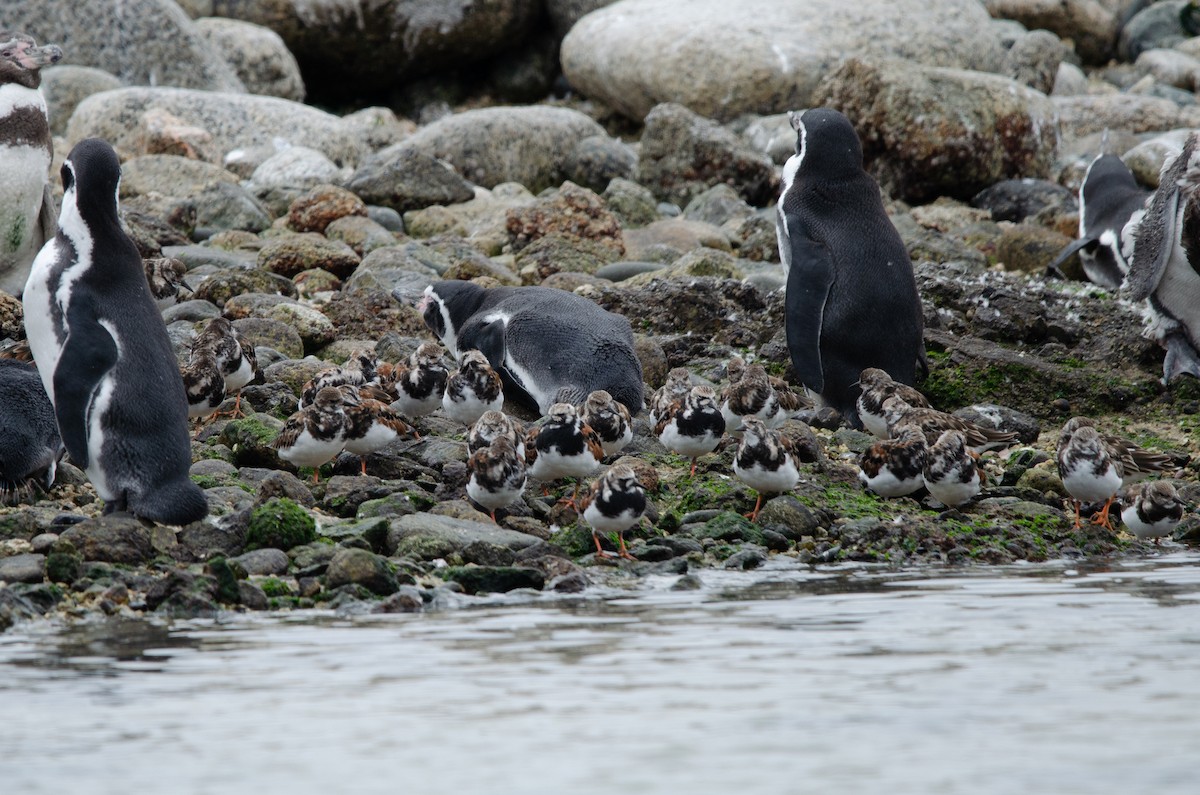 Ruddy Turnstone - ML615778339