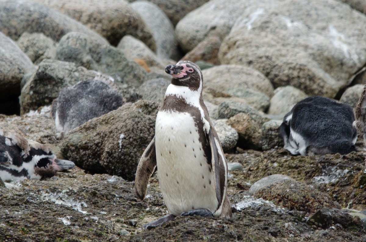 Humboldt Penguin - Manuel Pinochet Rojas