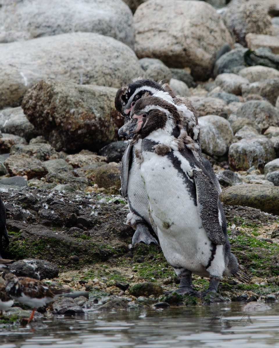 Pingüino de Humboldt - ML615778349