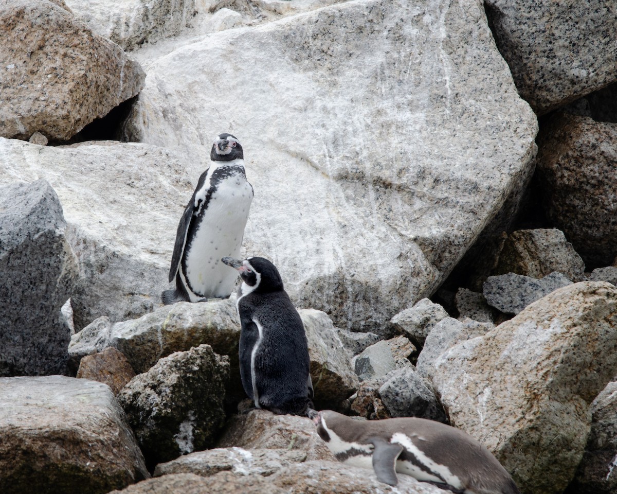 tučňák Humboldtův - ML615778351