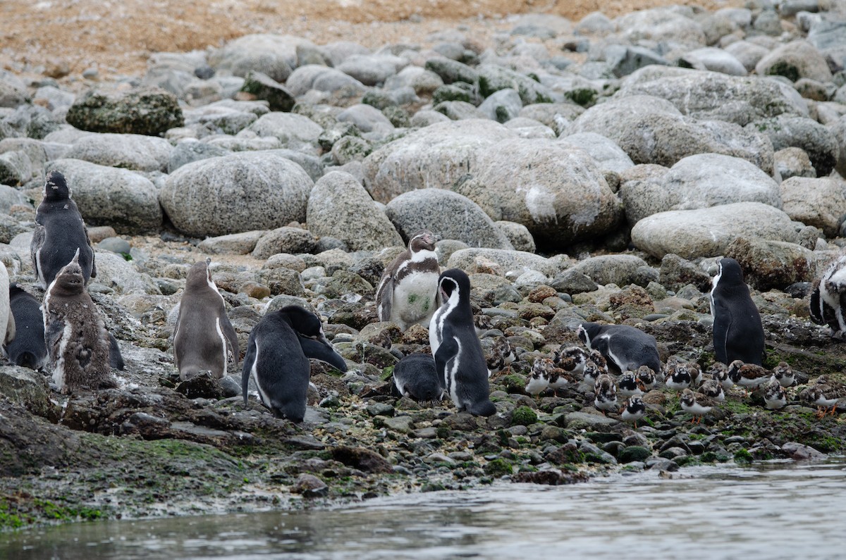 tučňák Humboldtův - ML615778352
