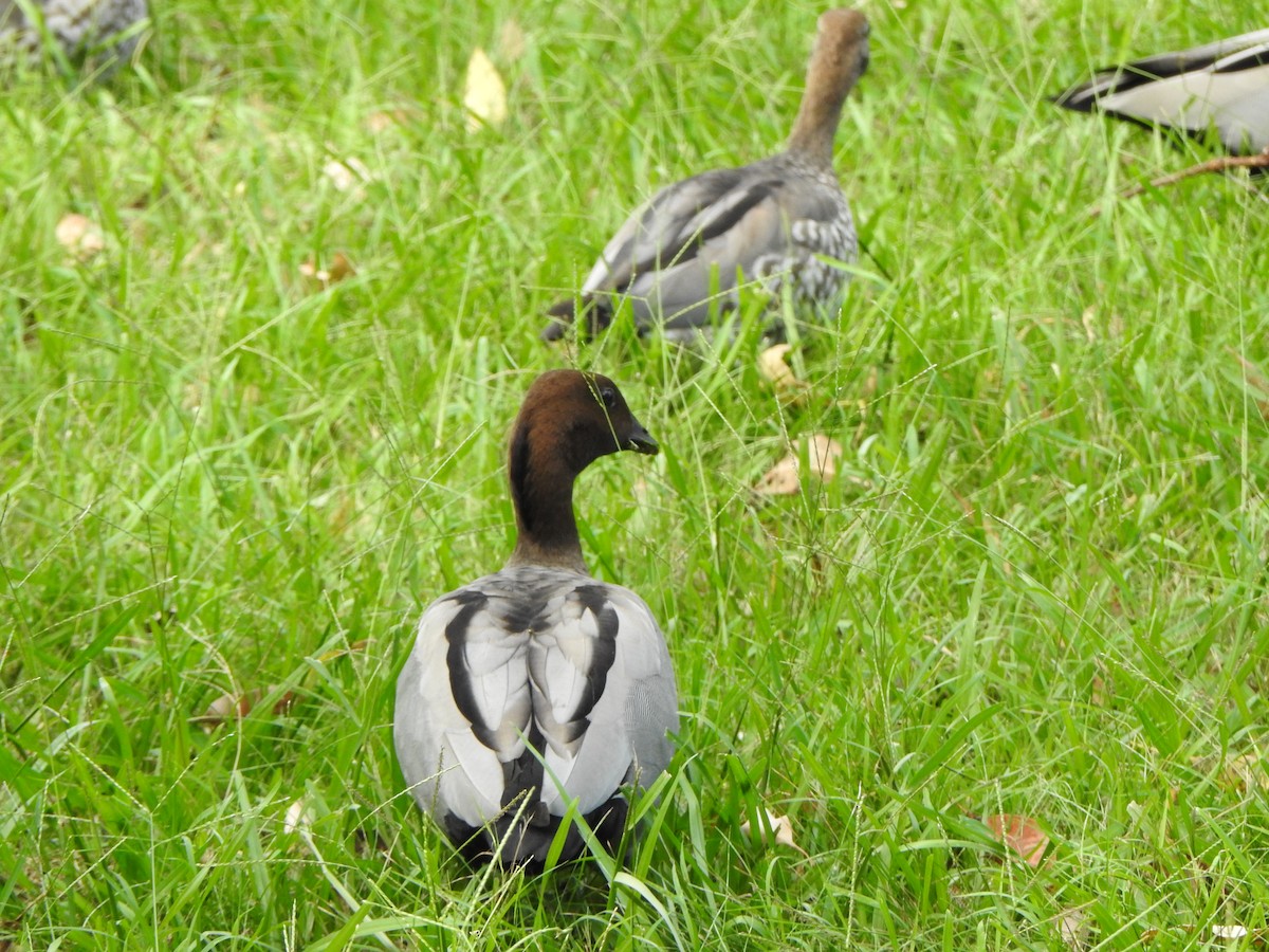 Pato de Crin - ML615778376