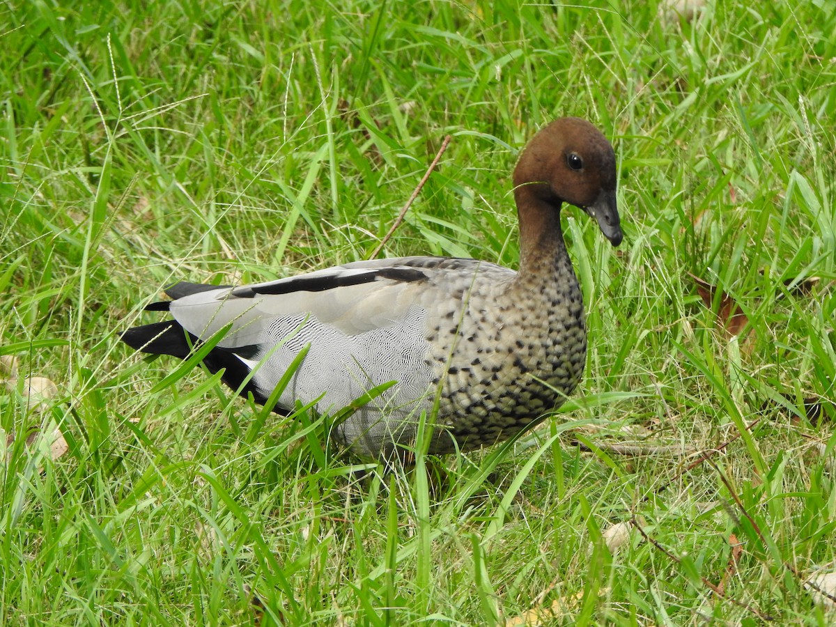 Pato de Crin - ML615778381