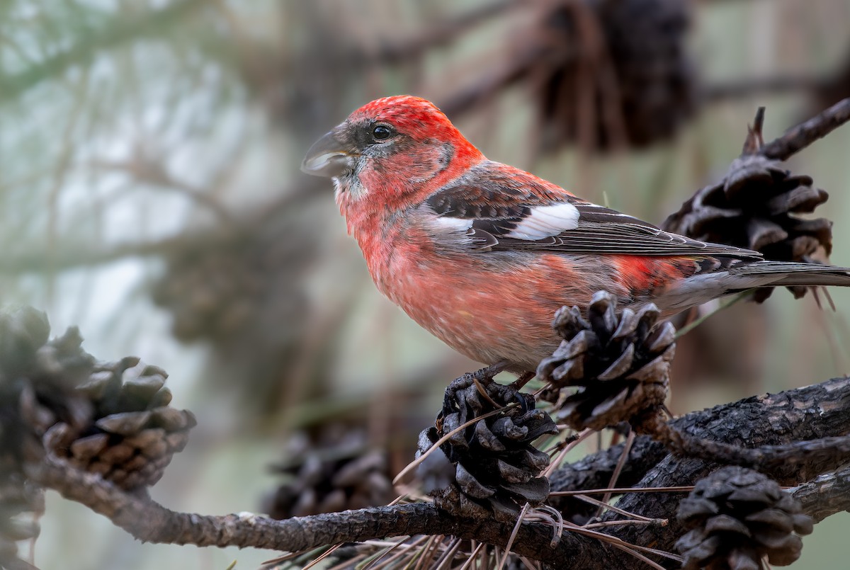 Mokoker hegalzuria - ML615778416