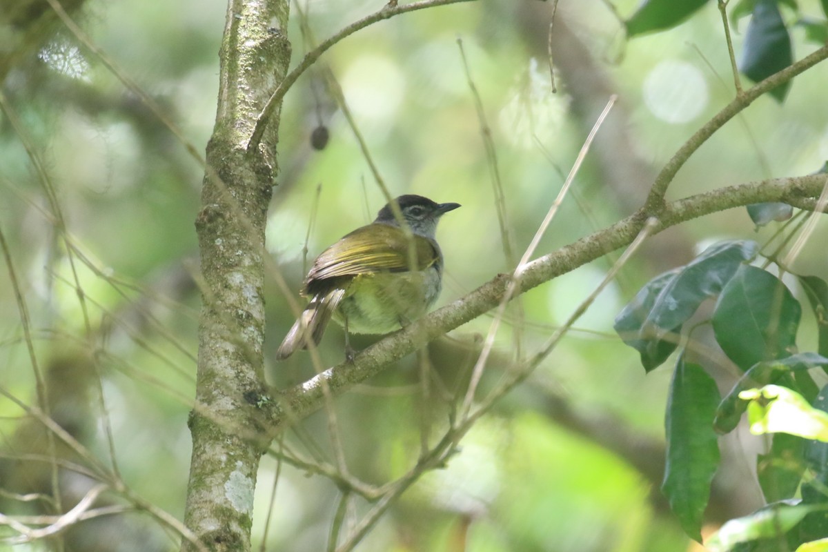 Bulbul à tête sombre - ML615778418