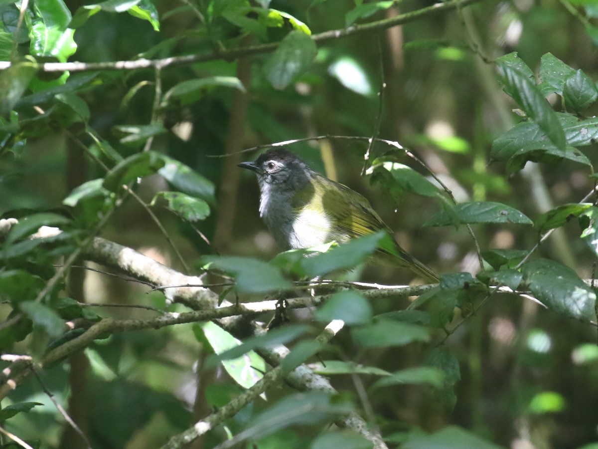 Eastern Mountain Greenbul - Fikret Ataşalan