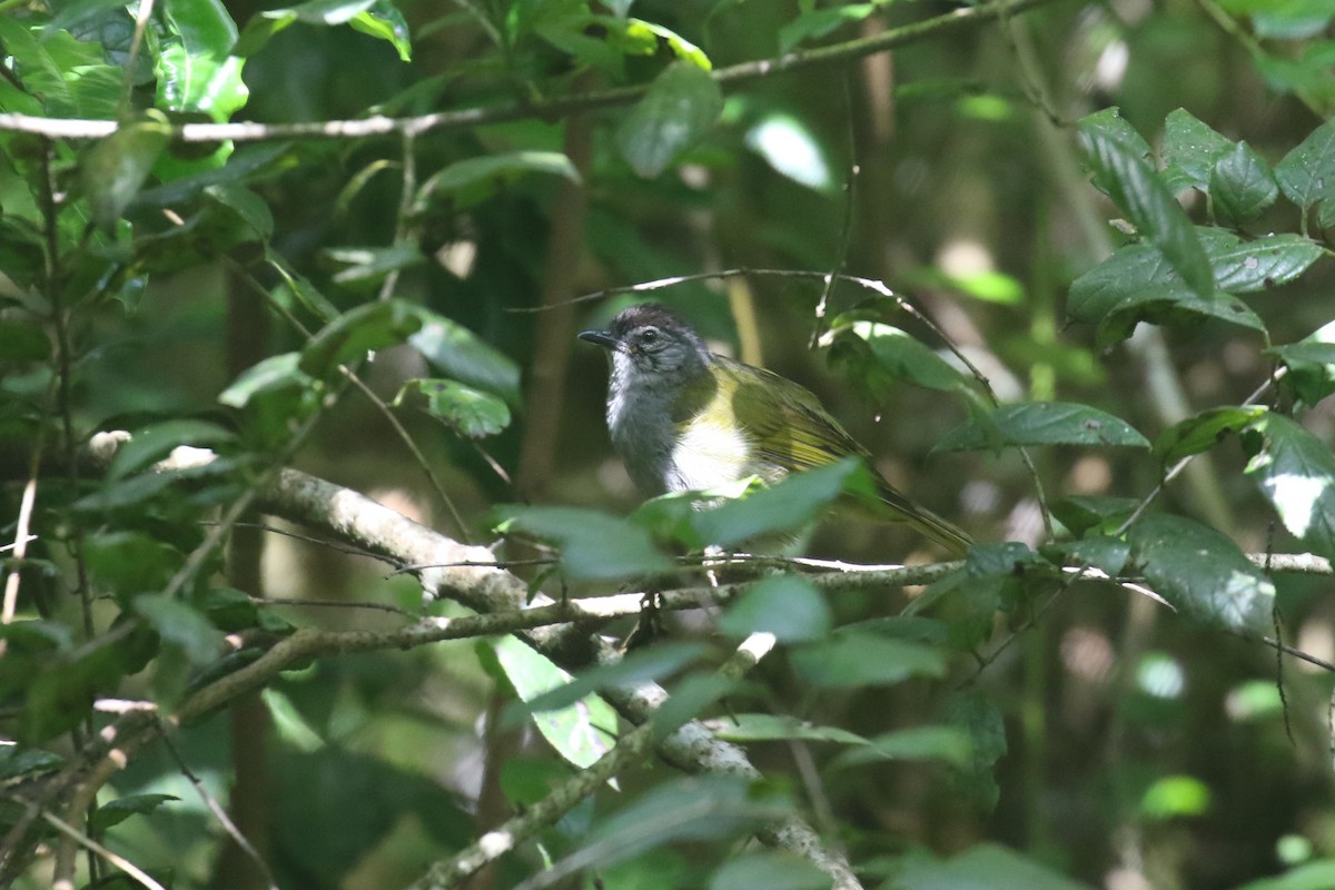 Eastern Mountain Greenbul - Fikret Ataşalan