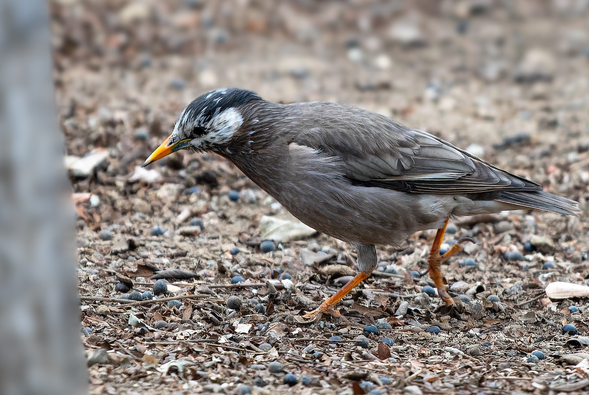 White-cheeked Starling - ML615778422