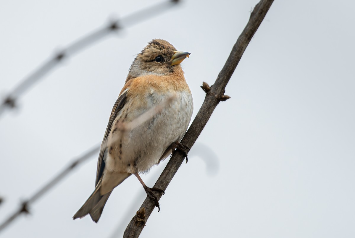 Negu-txonta - ML615778432