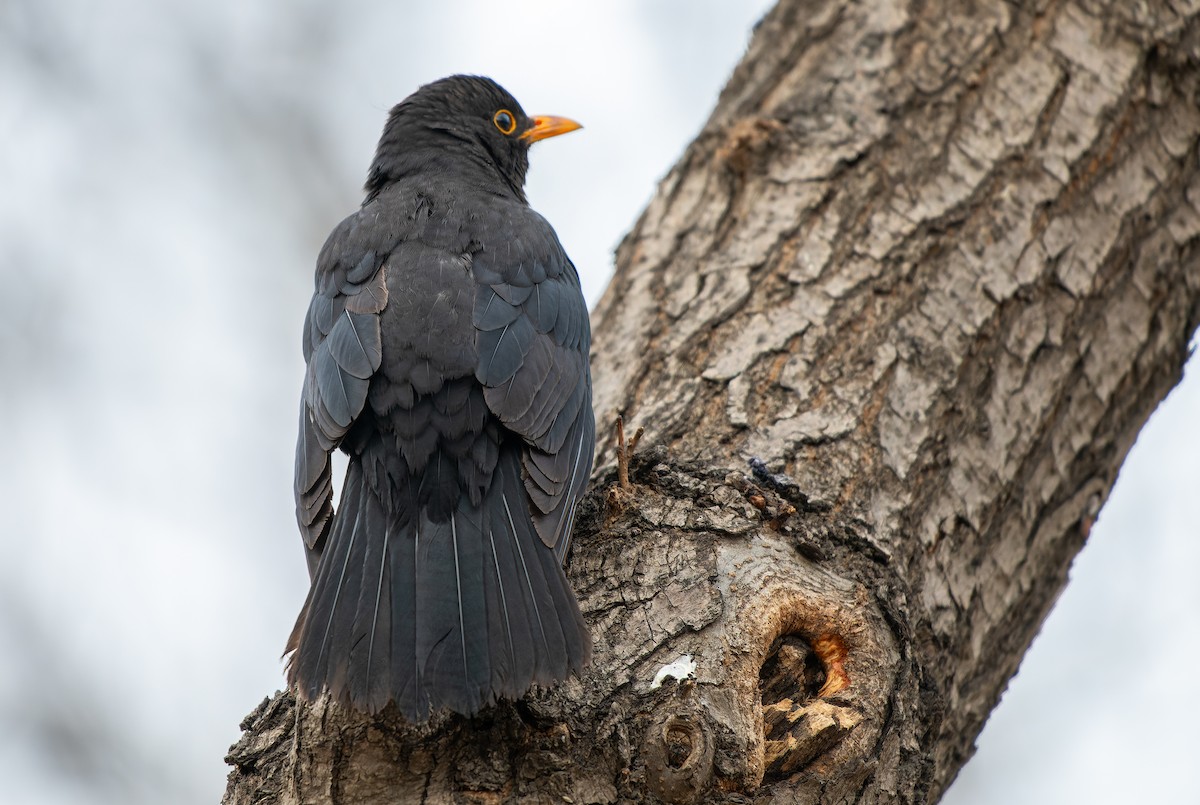 Chinese Blackbird - ML615778434