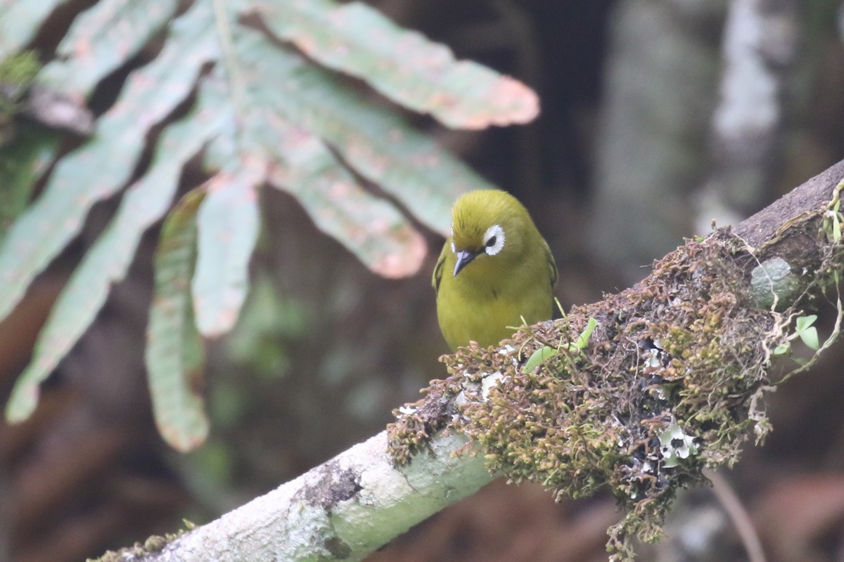 Kilimanjaro White-eye - ML615778438