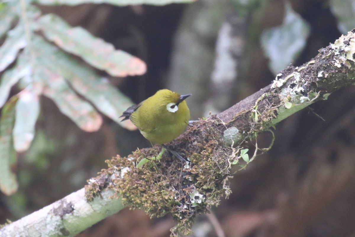 Kilimanjaro White-eye - Fikret Ataşalan