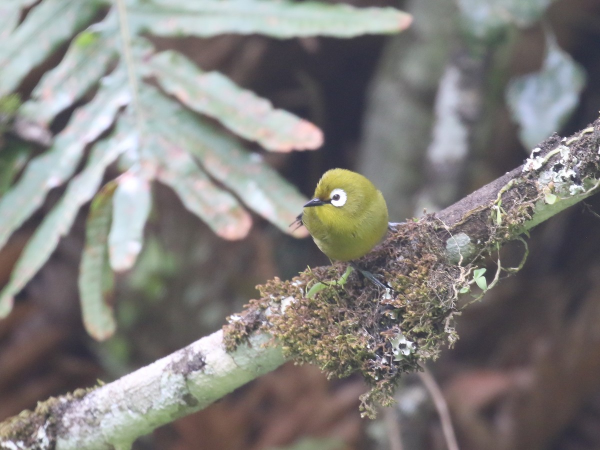 Kilimanjaro White-eye - ML615778440