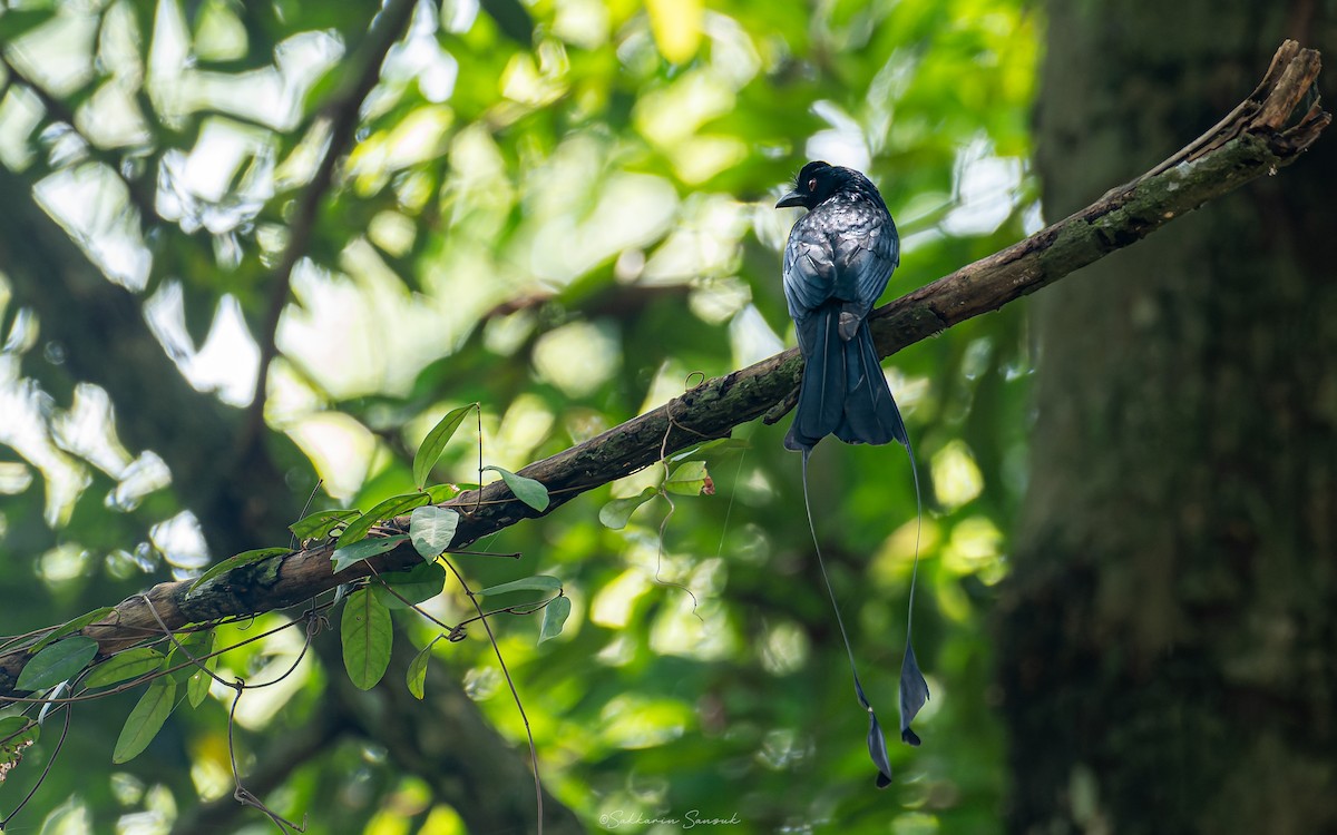 Greater Racket-tailed Drongo - ML615778514