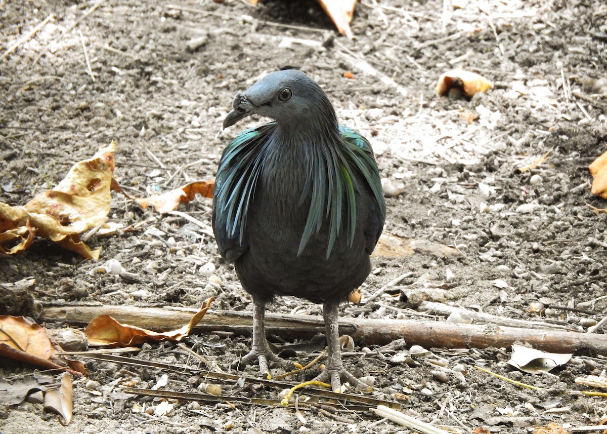 Nicobar Pigeon - Carlos Otávio Gussoni