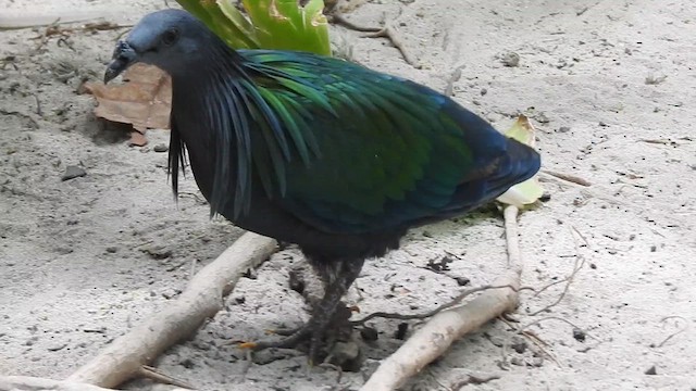 Nicobar Pigeon - ML615778591