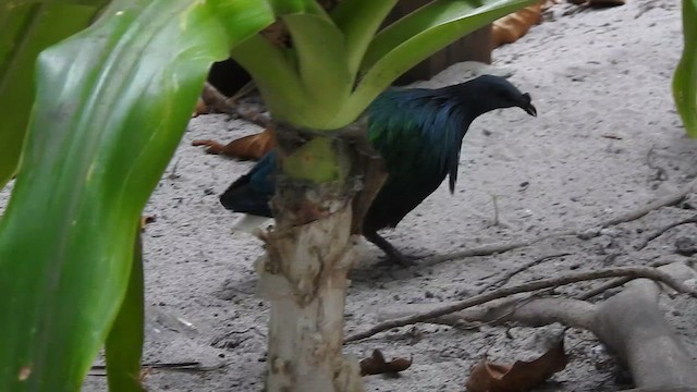 Nicobar Pigeon - ML615778592