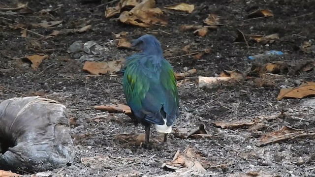 Nicobar Pigeon - ML615778593